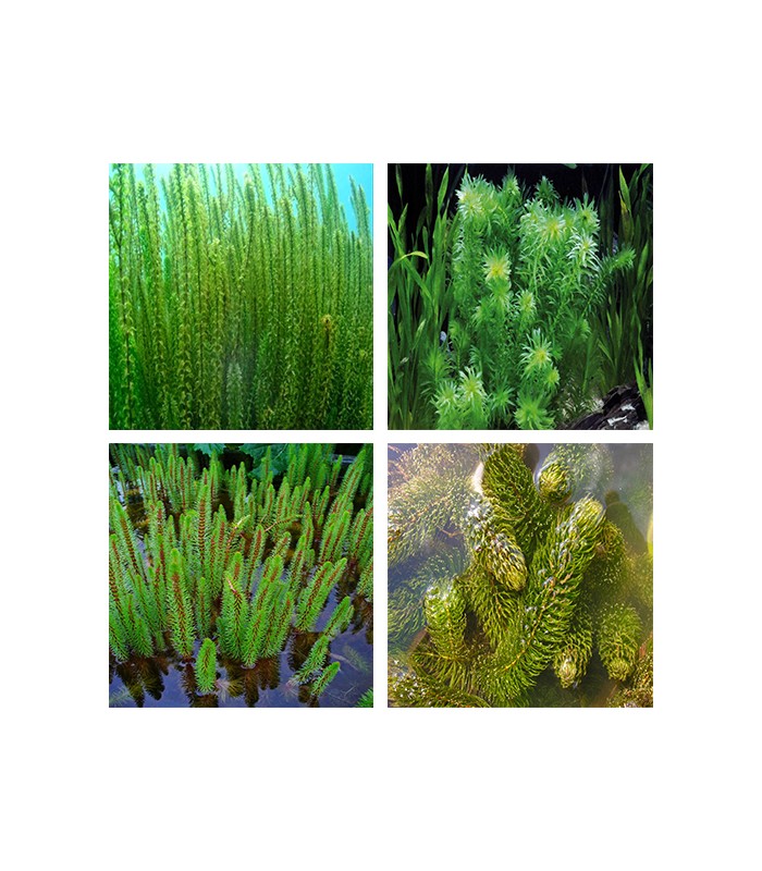 Mix piante ossigenanti per laghetto naturale