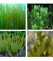 Piante Ossigenanti – Mix per Laghetto con Azione Anti-Alga e Ossigenante