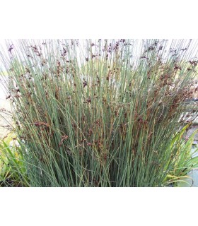 Juncus effusus vaso