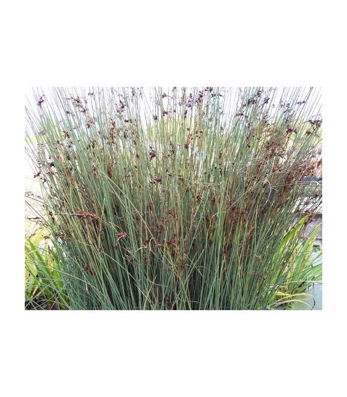 Juncus effusus vaso