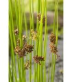 JUNCUS EFFUSUS