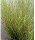 juncus effusus vaso