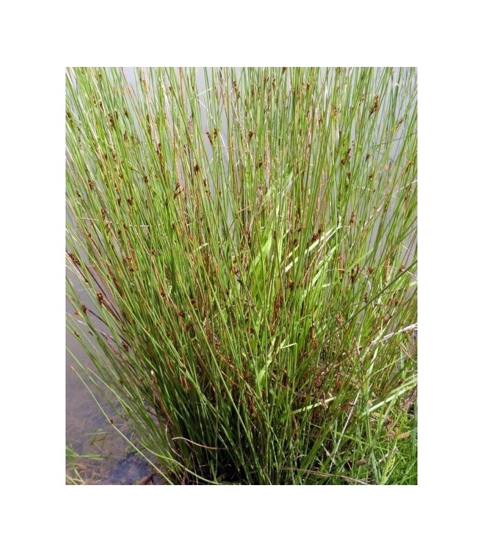 juncus effusus vaso