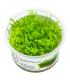 leptodictyum-riparium-muschio-filamento-terrario-1-2-grow