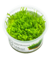 Leptodictyum riparium - muschio palustre per terrari e acquari