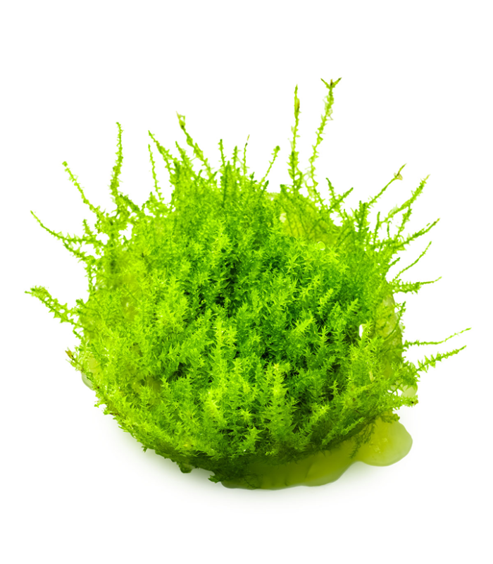 leptodictyum-riparium-tropica-coltura-in-vitro-dendrobates