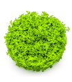 Micranthemum callitrichoides Cuba| Vasetto 1•2•Grow! Tropica
