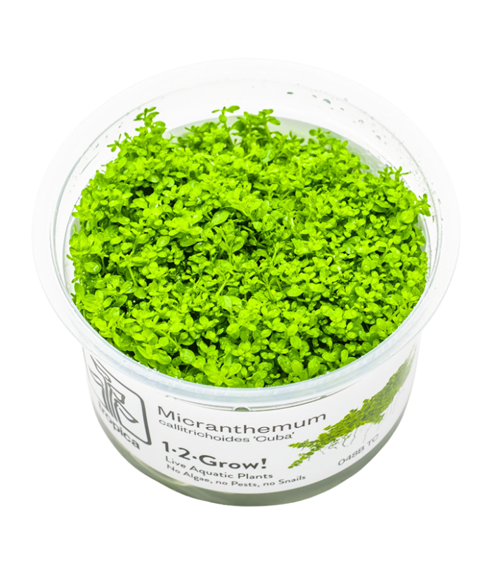 Micranthemum callitrichoides Cuba pianta per paludari