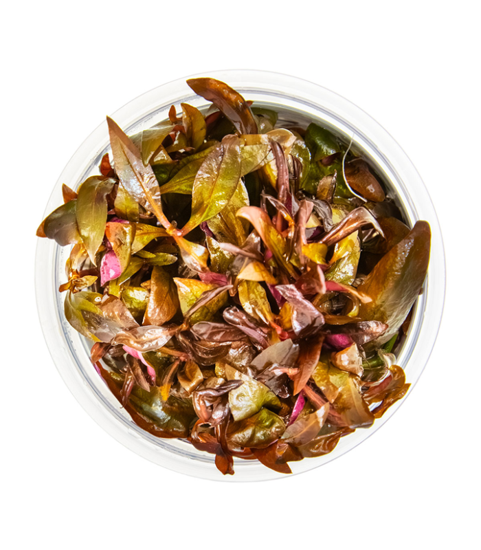 Alternanthera reineckii 'Mini' pianta in cup