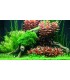 Alternanthera reineckii 'Mini'| Vasetto 1•2•Grow! Tropica