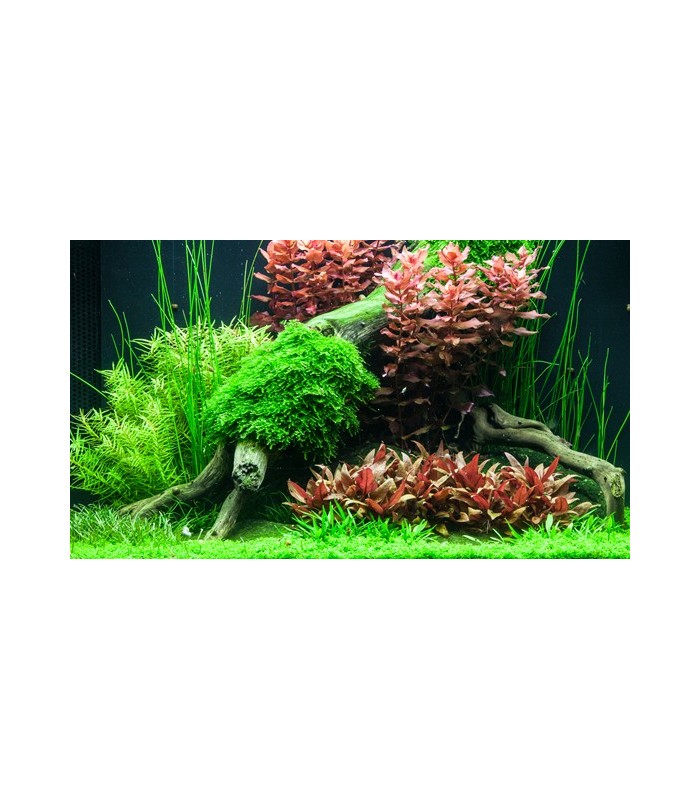 Alternanthera reineckii 'Mini'| Vasetto 1•2•Grow! Tropica