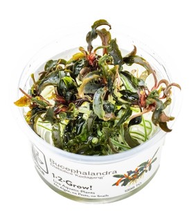 Bucephalandra 'Kedagang'| Vasetto 1•2•Grow! Tropica