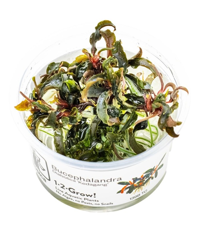 Bucephalandra 'Kedagang'| Vasetto 1•2•Grow