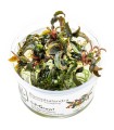 Bucephalandra 'Kedagang'