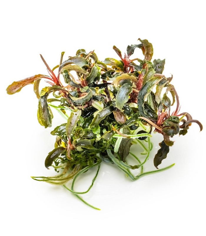 Bucephalandra 'Kedagang'| Vasetto 1•2•Grow