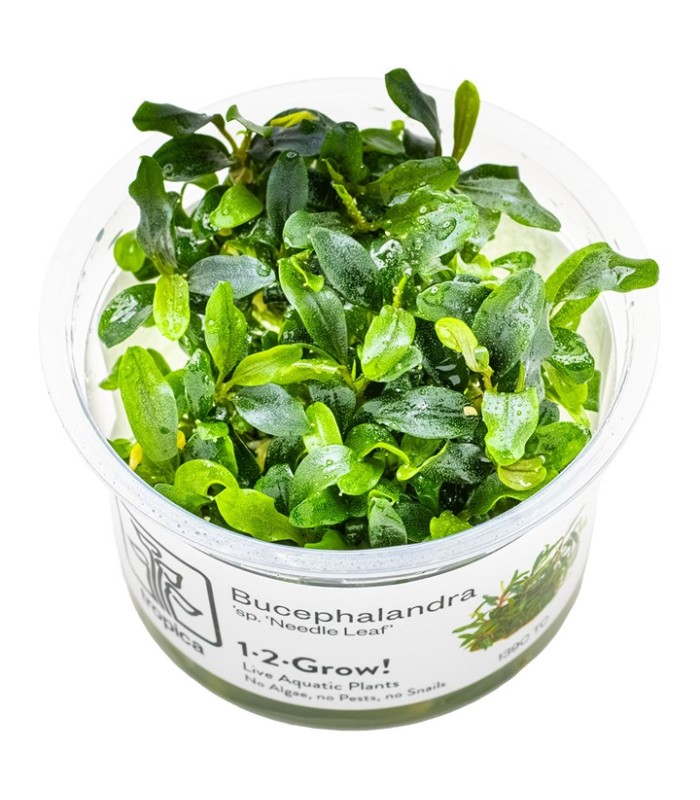 Bucephalandra sp. 'Needle leaf