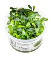 Bucephalandra sp. 'Needle Leaf'