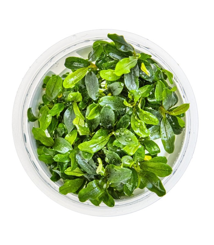 Bucephalandra sp. 'Needle leaf pianta per acquari