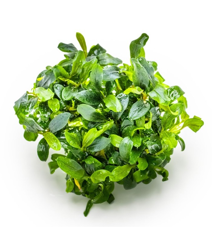 Bucephalandra sp. 'Needle Leaf'| Vasetto 1•2•Grow