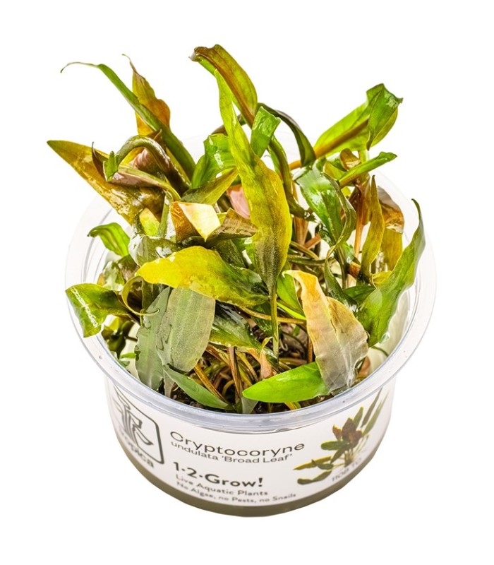 Cryptocoryne undulata 'Broad Leaf'