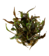 Cryptocoryne undulata 'Broad Leaf' pianta acquario