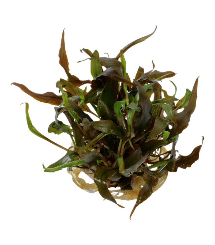 Cryptocoryne undulata 'Broad Leaf' pianta acquario