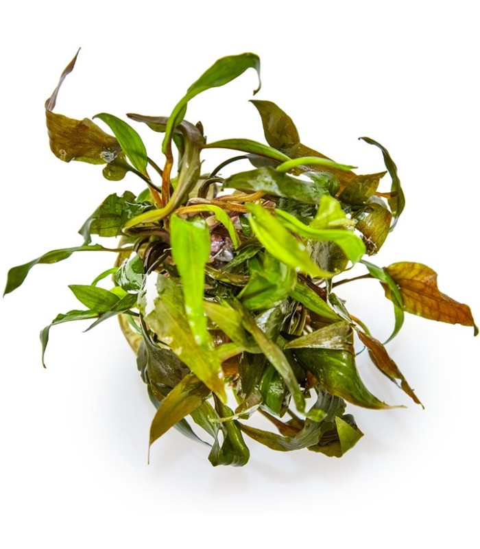 Cryptocoryne undulata 'Broad Leaf' pianta paludario