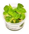Echinodorus grisebachii 'Tropica'| Vasetto 1•2•Grow! Tropica