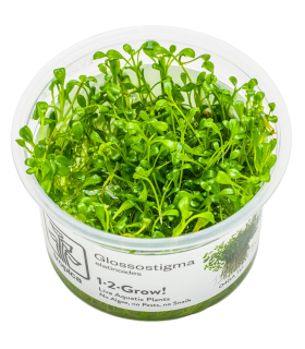 Glossostigma elatinoides