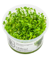 Glossostigma elatinoides| Vasetto 1•2•Grow! Tropica
