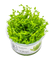 Gratiola viscidula| Vasetto 1•2•Grow! Tropica