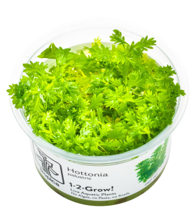 Hottonia palustris pianta palustre
