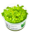 Hottonia palustris| Vasetto 1•2•Grow! Tropica