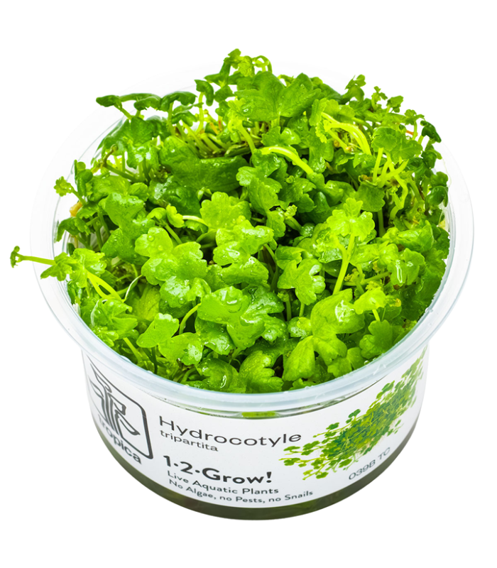 Hydrocotyle tripartita pianta per terrario