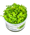 Hydrocotyle tripartita| Vasetto 1•2•Grow! Tropica