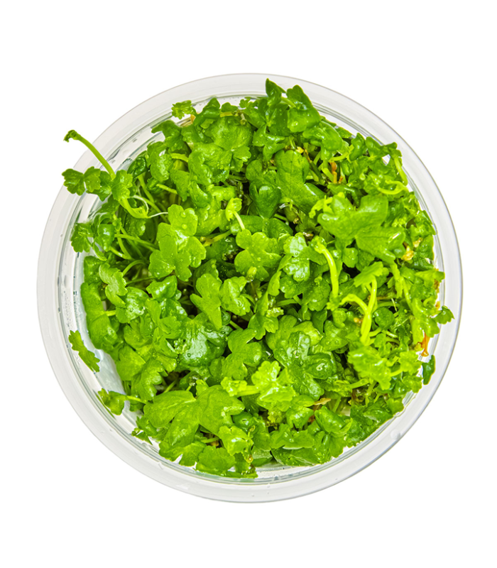 Hydrocotyle tripartita pianta per acquario