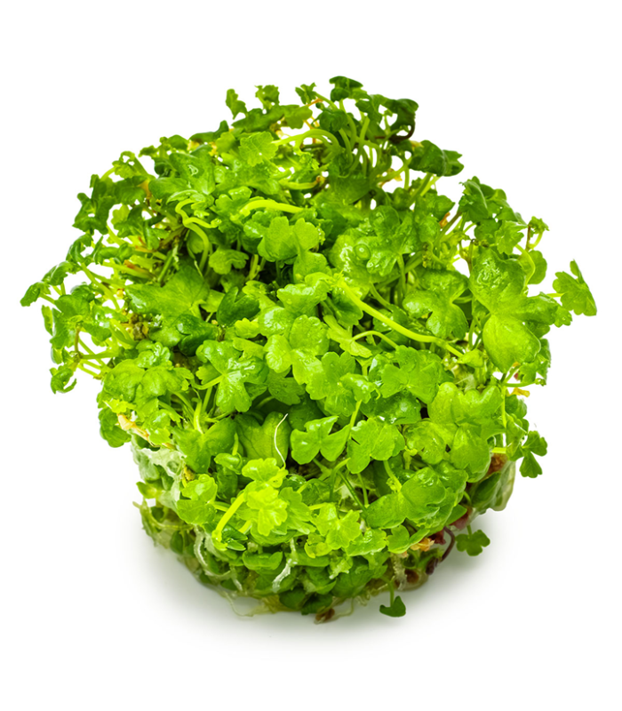 Hydrocotyle tripartita pianta palustre