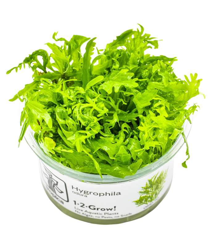 Hygrophila odora pianta per acquario