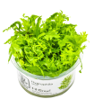 Hygrophila pinnatifida| Vasetto 1•2•Grow! Tropica
