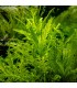Hygrophila pinnatifida pianta per acquari