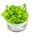 Hygrophila serpyllum| Vasetto 1•2•Grow! Tropica