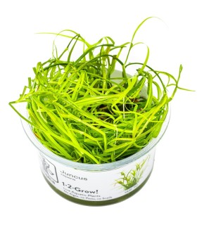 Juncus repens pianta per paludari