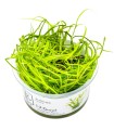 Juncus repens| Vasetto 1•2•Grow! Tropica