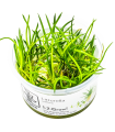 Littorella uniflora| Vasetto 1•2•Grow! Tropica