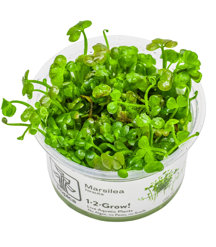 Marsilea hirsuta pianta per paludari