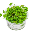 Marsilea hirsuta| Vasetto 1•2•Grow! Tropica