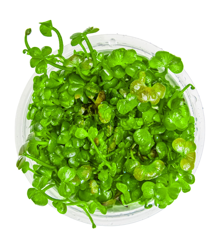 Marsilea hirsuta pianta per acquari