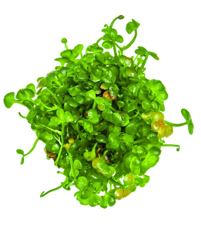 Marsilea hirsuta pianta per terrari umidi