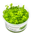 Micranthemum tweediei 'Monte Carlo'| Vasetto 1•2•Grow! Tropica