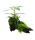 Hygrophila pinnatifida| Vasetto 1•2•Grow! Tropica